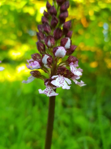 Les petits lutins de la forêt vue 1. Orchis pourpre. Nestin. Bruno Godet